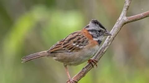 Tech Aids Lost Birdsong Recovery: Synthetic calls help sparrows relearn old songs; scientists weigh AI’s role