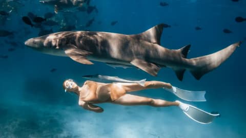 Shark tours make people 40% more likely to protect sharks