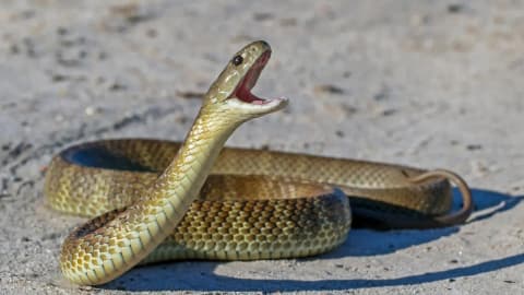 Snakes Found Inside Airport: Venomous western browns spotted in terminal; experts explain heat-driven visits