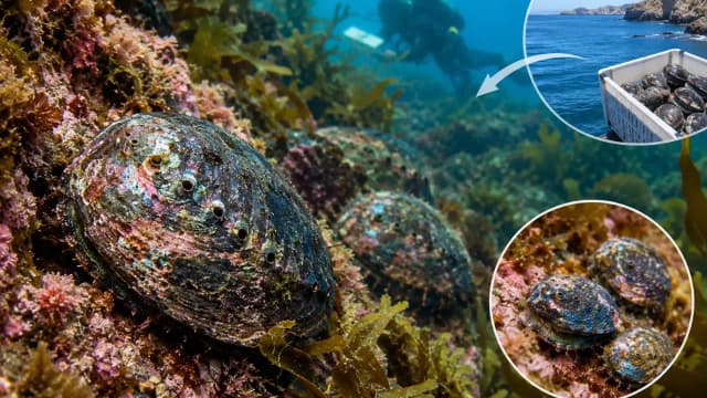 In 2023, California moved 246 endangered abalone; by 2026, counts rose from 54 to 302, with juveniles found