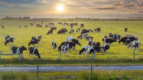 Florida commits $8.7 million to preserve two working ranches