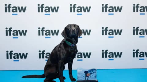 Meet Sgiath: The mountain rescue Labrador who has won IFAW’s 2026 Animal of the Year Award