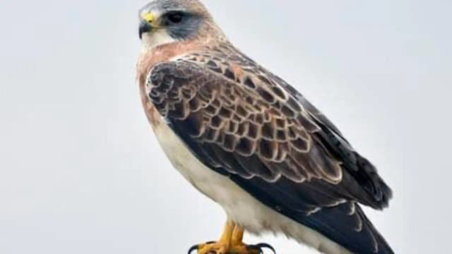 Rare hawks nest in California county after 30 years as abandoned farmland gets a new life