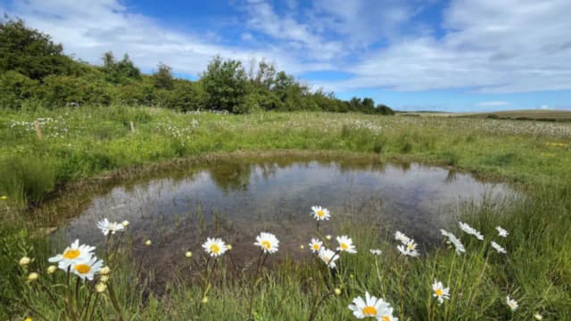 Species Fund Beats Habitat Target: Evaluation finds 4,800ha restored; 51,000 people engaged