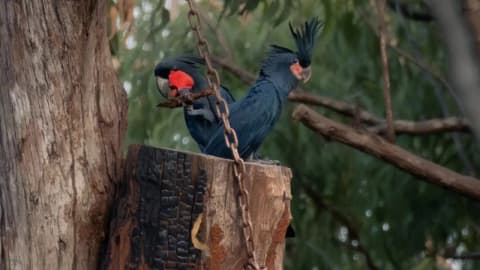 Australia’s endangered palm cockatoos get artificial nests; first chick fledges in world-first