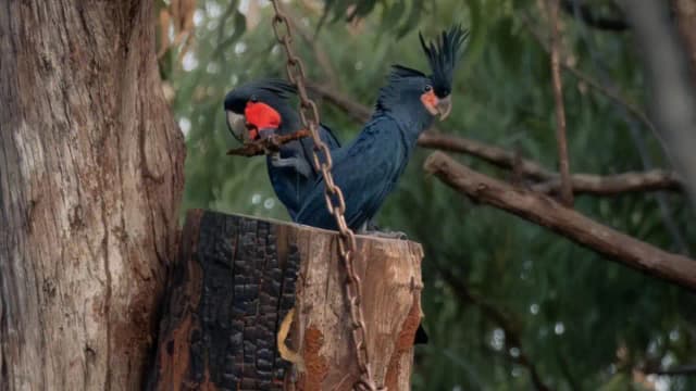 Australia’s endangered palm cockatoos get artificial nests; first chick fledges in world-first