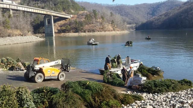 Kentucky sinks 1,700 discarded Christmas trees in a lake to create homes for fish