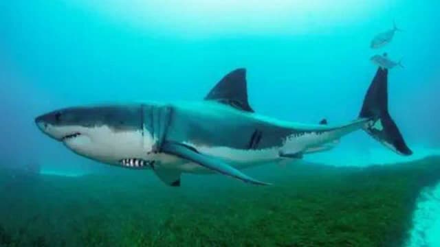 65-year old swimmer killed in shark attack off South African coast; 2 beaches shut