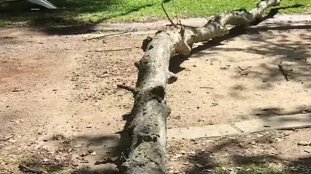 Sacramento jury awards $33.3 million to physics student injured by a falling tree branch in 2020