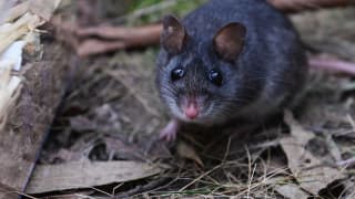 Australia releases 50 critically endangered smoky mice into forest after decades of absence