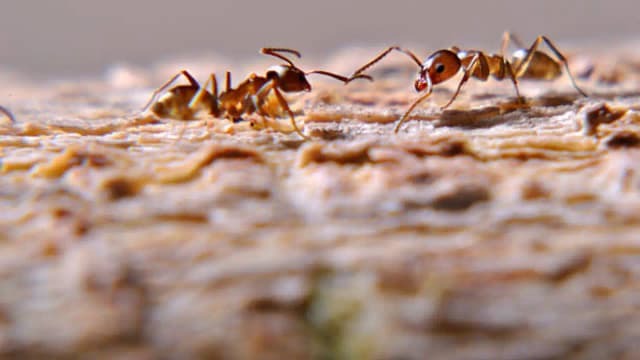 In Southern California, five rival supercolonies of Argentine ants are engaged in a war that has led to 15 million deaths already