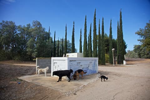 משרד הבריאות מזהיר: כלבה נגועה בכלבת אותרה באזור הישובים הצמודים למודיעין עילית