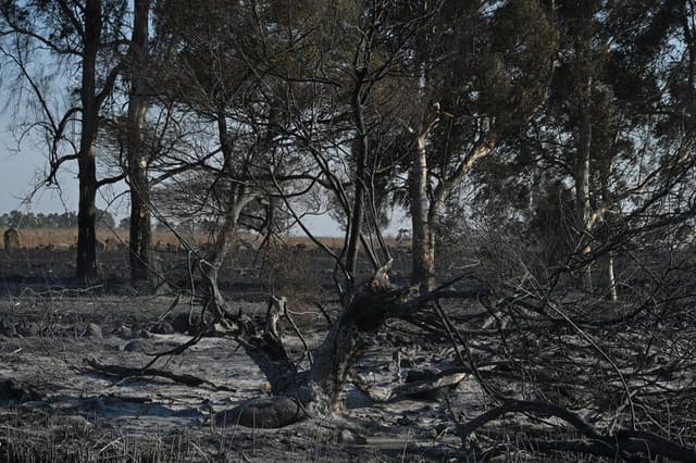 שריפה ענקית ביער חרובית: כ-600 דונם נשרפו, הוקם צוות חקירה בחשד להצתה