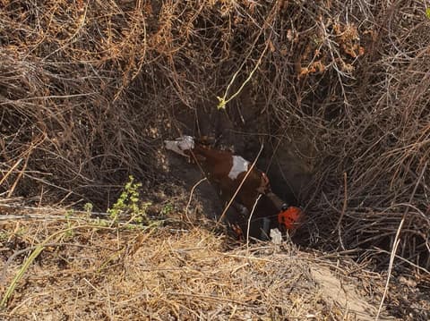 עם טרקטור וחבלים: לוחמי האש חילצו עגל שנפל לבור עמוק בעמק החולה