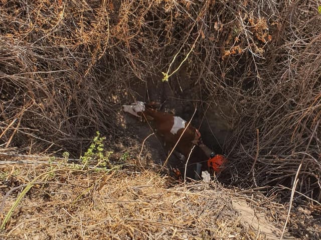 עם טרקטור וחבלים: לוחמי האש חילצו עגל שנפל לבור עמוק בעמק החולה