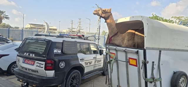 המשטרה סיכלה מרוץ גמלים בשטח אש בנגב; שני קטינים עוכבו