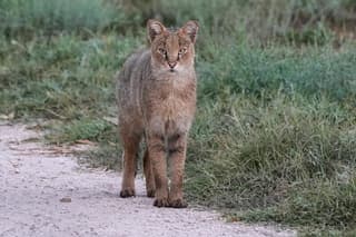 נעצר חשוד בהתעללות חמורה בחתול בעמק המעיינות