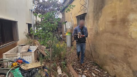 כפר מסעדה: עשרה כלבים, בהם גורים מגזעים מסוכנים, חולצו מתנאים מחפירים