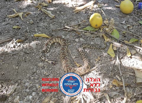הכשת נחש בבקעת הירדן: נער כבן 16 פונה במצב בינוני לבית החולים העמק