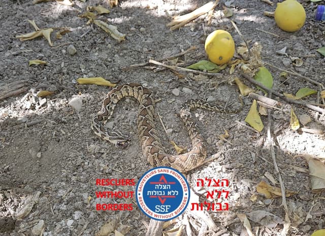 הכשת נחש בבקעת הירדן: נער כבן 16 פונה במצב בינוני לבית החולים העמק