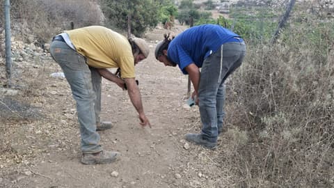 תקיפה אלימה ושוד עדר באזור בנימין: מצוד אחר מחבלים שגנבו עדר מחוות חסד לאברהם