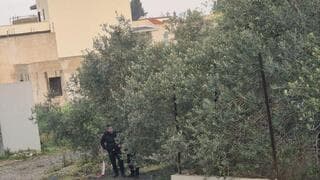 המשטרה בהודעה חריגה: סריקות, גם מהאוויר - מחשש לחמוש במטע זיתים
