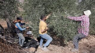 מסיק הזיתים ביהודה ושומרון: באנו, הרבצנו, גירשנו, גנבנו