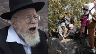 הרב המזוהה עם עוצמה יהודית: מותר למסוק זיתים של פלסטינים, זה לא גזל אלא מעלה יתרה