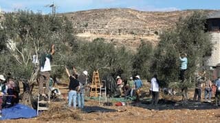 "לא יכולנו לשבת בחו"ל מול הזוועות בגדה" | היהודים שבאים להגן על פלסטינים במסיק